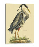 Pequeña Garza Azul - John Selby | Cuadro decorativo de Canvas Lab