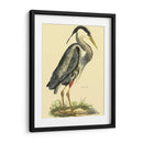 Pequeña Garza Azul - John Selby | Cuadro decorativo de Canvas Lab