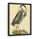 Pequeña Garza Azul - John Selby | Cuadro decorativo de Canvas Lab