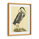 Pequeña Garza Azul - John Selby | Cuadro decorativo de Canvas Lab