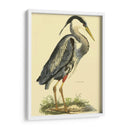 Pequeña Garza Azul - John Selby | Cuadro decorativo de Canvas Lab
