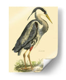 Pequeña Garza Azul - John Selby | Cuadro decorativo de Canvas Lab