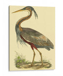 Pequeña Garza Púrpura - John Selby | Cuadro decorativo de Canvas Lab