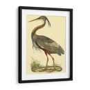 Pequeña Garza Púrpura - John Selby | Cuadro decorativo de Canvas Lab