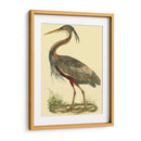 Pequeña Garza Púrpura - John Selby | Cuadro decorativo de Canvas Lab