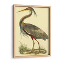 Pequeña Garza Púrpura - John Selby | Cuadro decorativo de Canvas Lab