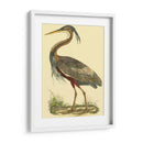 Pequeña Garza Púrpura - John Selby | Cuadro decorativo de Canvas Lab