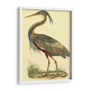 Pequeña Garza Púrpura - John Selby | Cuadro decorativo de Canvas Lab