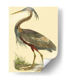 Pequeña Garza Púrpura - John Selby | Cuadro decorativo de Canvas Lab