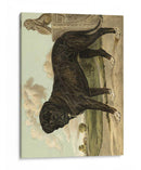 Mastín - Vero Shaw | Cuadro decorativo de Canvas Lab