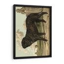 Mastín - Vero Shaw | Cuadro decorativo de Canvas Lab