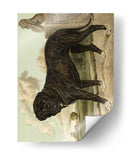 Mastín - Vero Shaw | Cuadro decorativo de Canvas Lab