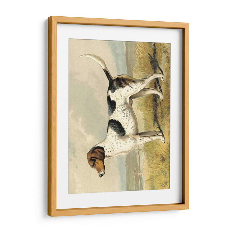 Zorro De Perro - Vero Shaw | Cuadro decorativo de Canvas Lab