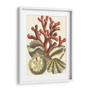 Pequeño Coral Medley Ii - Vision Studio | Cuadro decorativo de Canvas Lab
