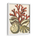 Pequeño Coral Medley Ii - Vision Studio | Cuadro decorativo de Canvas Lab