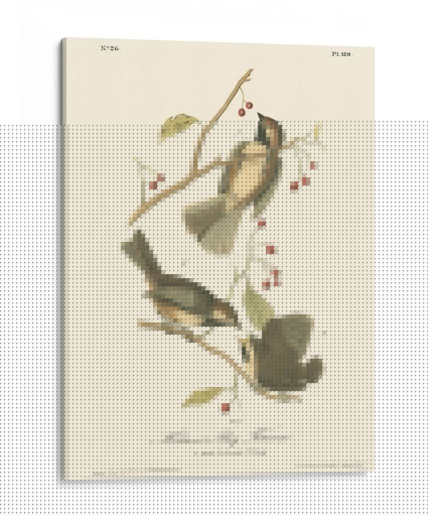 Hudsons Bay Titmouse - John James Audubon | Cuadro decorativo de Canvas Lab