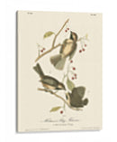 Hudsons Bay Titmouse - John James Audubon | Cuadro decorativo de Canvas Lab