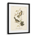 Hudsons Bay Titmouse - John James Audubon | Cuadro decorativo de Canvas Lab