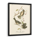 Hudsons Bay Titmouse - John James Audubon | Cuadro decorativo de Canvas Lab