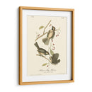 Hudsons Bay Titmouse - John James Audubon | Cuadro decorativo de Canvas Lab