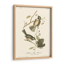 Hudsons Bay Titmouse - John James Audubon | Cuadro decorativo de Canvas Lab