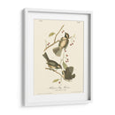 Hudsons Bay Titmouse - John James Audubon | Cuadro decorativo de Canvas Lab