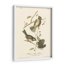 Hudsons Bay Titmouse - John James Audubon | Cuadro decorativo de Canvas Lab