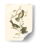Hudsons Bay Titmouse - John James Audubon | Cuadro decorativo de Canvas Lab