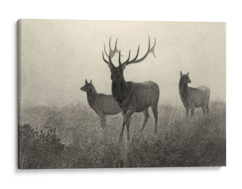 Alces Americano - Robert Hinshelwood | Cuadro decorativo de Canvas Lab