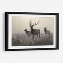 Alces Americano - Robert Hinshelwood | Cuadro decorativo de Canvas Lab