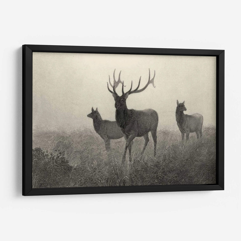 Alces Americano - Robert Hinshelwood | Cuadro decorativo de Canvas Lab