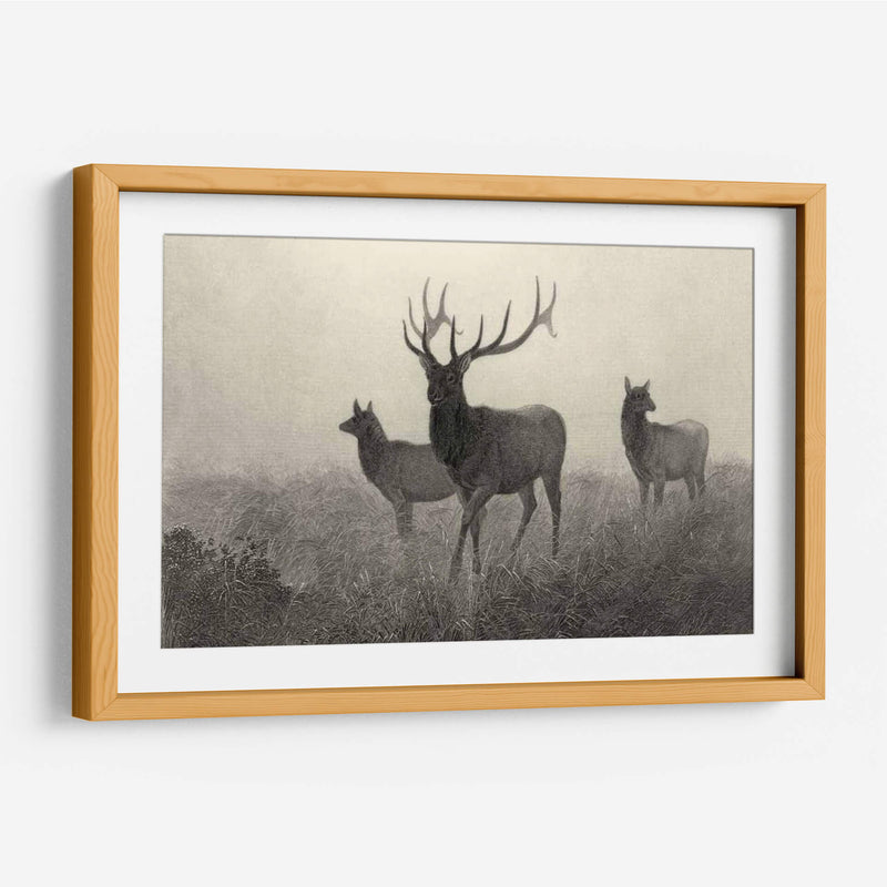 Alces Americano - Robert Hinshelwood | Cuadro decorativo de Canvas Lab