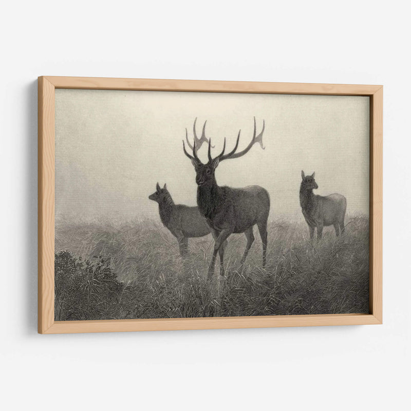 Alces Americano - Robert Hinshelwood | Cuadro decorativo de Canvas Lab