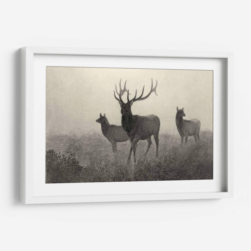 Alces Americano - Robert Hinshelwood | Cuadro decorativo de Canvas Lab