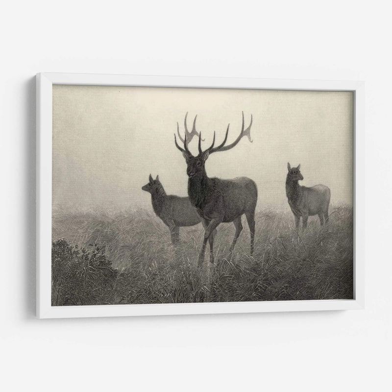 Alces Americano - Robert Hinshelwood | Cuadro decorativo de Canvas Lab