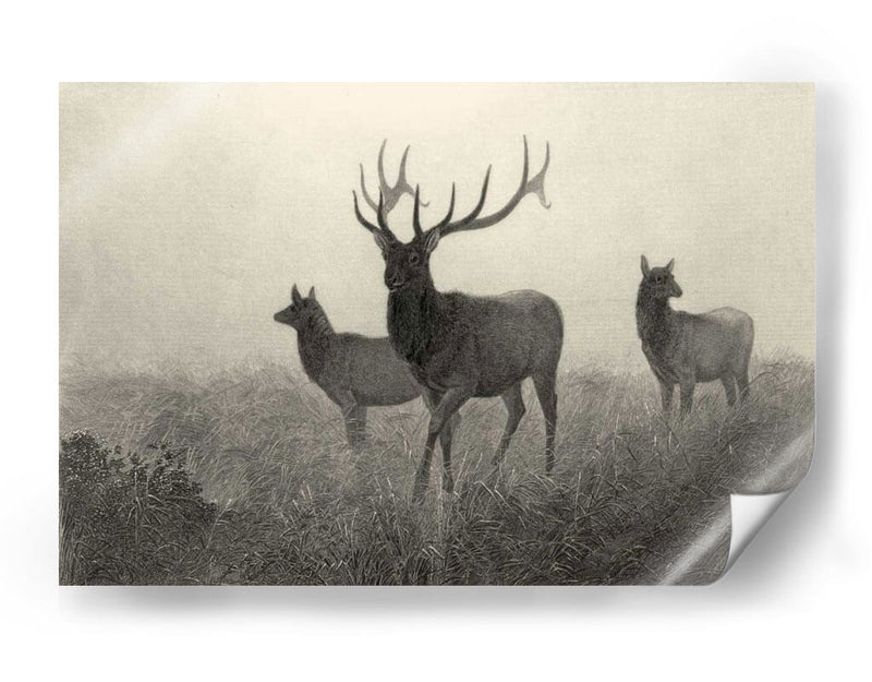 Alces Americano - Robert Hinshelwood | Cuadro decorativo de Canvas Lab