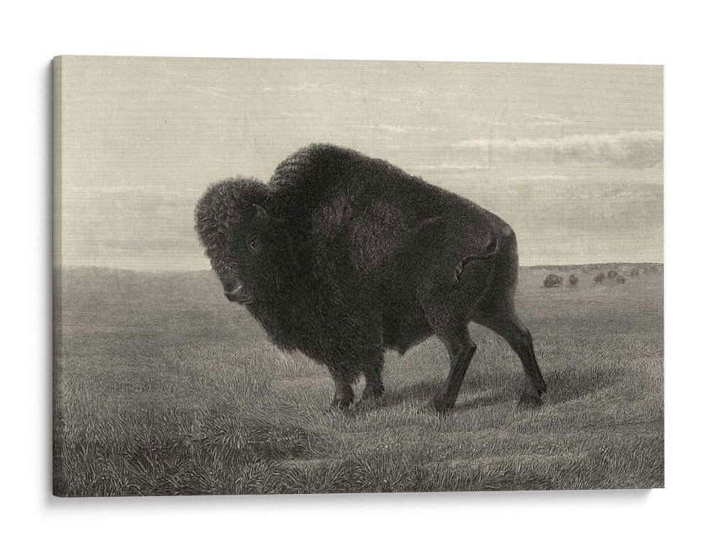 Bisonte Americano - Robert Hinshelwood | Cuadro decorativo de Canvas Lab