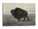 Bisonte Americano - Robert Hinshelwood | Cuadro decorativo de Canvas Lab