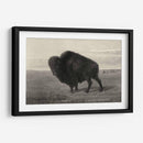 Bisonte Americano - Robert Hinshelwood | Cuadro decorativo de Canvas Lab