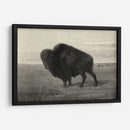 Bisonte Americano - Robert Hinshelwood | Cuadro decorativo de Canvas Lab