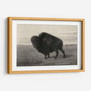 Bisonte Americano - Robert Hinshelwood | Cuadro decorativo de Canvas Lab