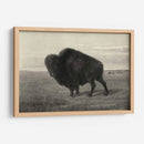 Bisonte Americano - Robert Hinshelwood | Cuadro decorativo de Canvas Lab