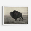 Bisonte Americano - Robert Hinshelwood | Cuadro decorativo de Canvas Lab