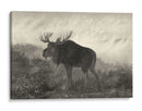 Moose Americano - Robert Hinshelwood | Cuadro decorativo de Canvas Lab