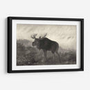 Moose Americano - Robert Hinshelwood | Cuadro decorativo de Canvas Lab