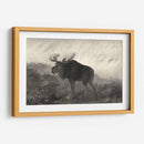 Moose Americano - Robert Hinshelwood | Cuadro decorativo de Canvas Lab