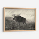 Moose Americano - Robert Hinshelwood | Cuadro decorativo de Canvas Lab