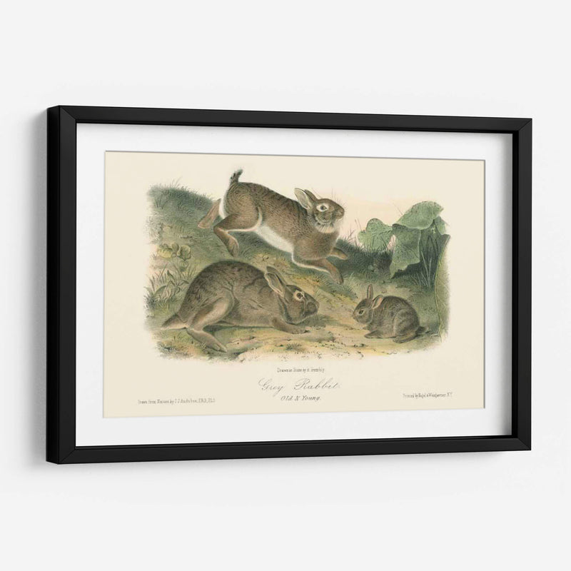 Conejo Gris - John James Audubon | Cuadro decorativo de Canvas Lab