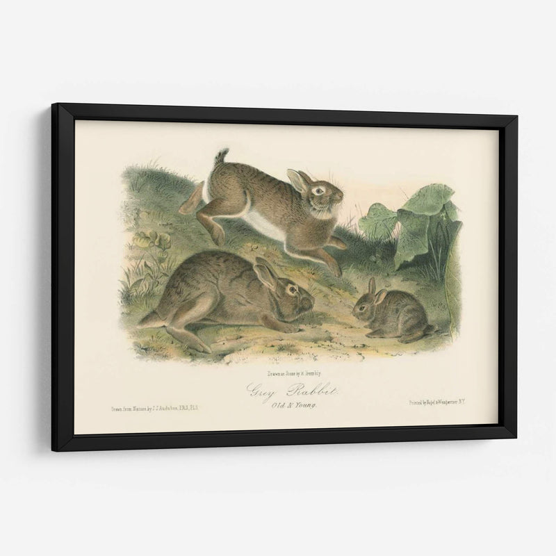 Conejo Gris - John James Audubon | Cuadro decorativo de Canvas Lab