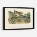 Conejo Gris - John James Audubon | Cuadro decorativo de Canvas Lab